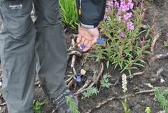 Delphinium caeruleum