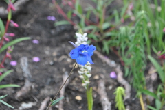 Delphinium caeruleum