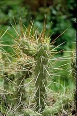 Austrocylindropuntia subulata