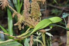 Maxillaria erikae