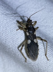 Varus flavoannulatus