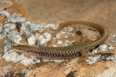 Darevskia sapphirina