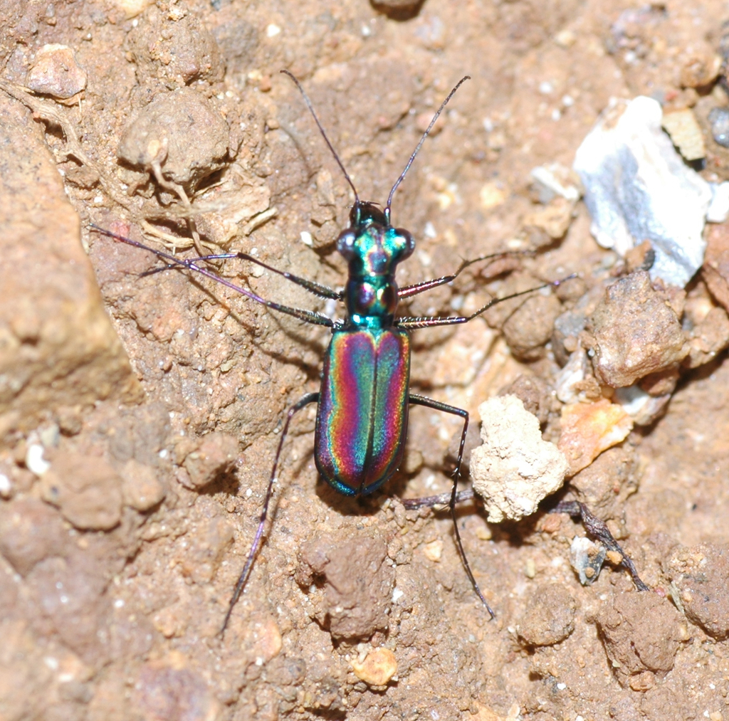 Cicindelidia radians