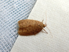 Brachynemata restricta