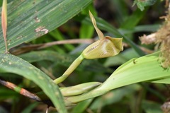 Maxillaria erikae