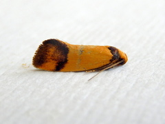Olbonoma disticta