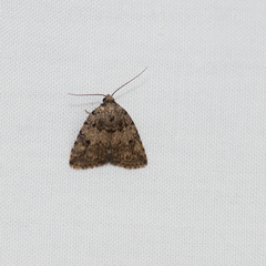 Tolpia conscitulana