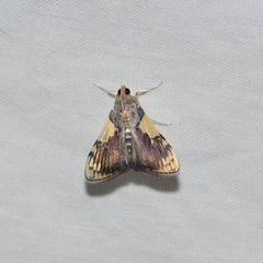 Rehimena cissophora