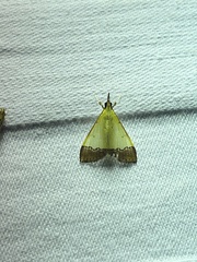 Autocharis