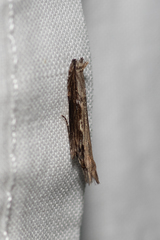 Hypatima spathota
