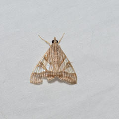 Agrioglypta zelimalis