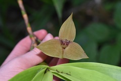 Maxillaria erikae