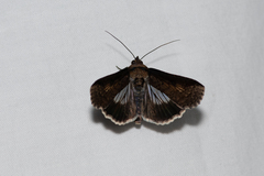 Lophoptera vittigera