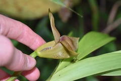Maxillaria erikae