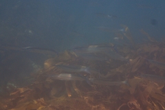 Hyporhamphus ihi