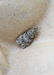 Scoparia basistrigalis