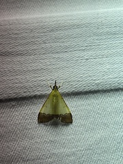 Autocharis