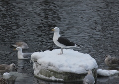 Larus marinus