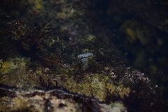 Padina pavonica