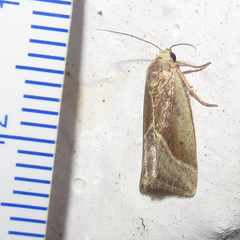 Micrathetis dasarada