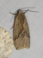 Micrathetis dasarada