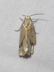 Micrathetis tecnion