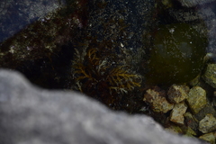 Cystoseira compressa