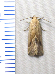 Micrathetis tecnion