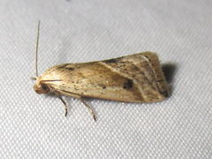 Micrathetis tecnion