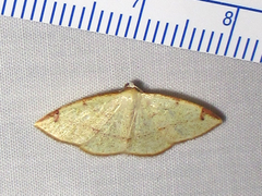 Microxydia orsitaria