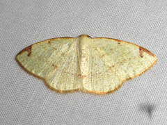Microxydia orsitaria