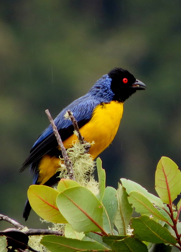 Hooded Mountain-tanager