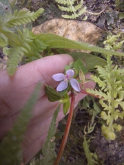 Schwackaea cupheoides