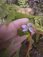 Schwackaea cupheoides