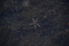 Astropecten spinulosus