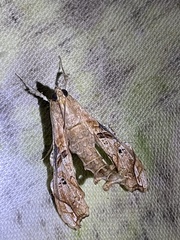 Terastia africana