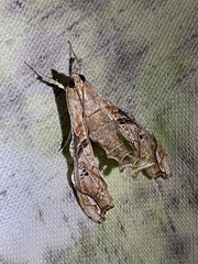 Terastia africana