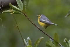 Adelaide's Warbler photo 3