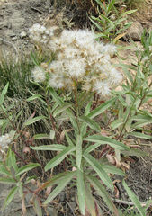 Senecio serra