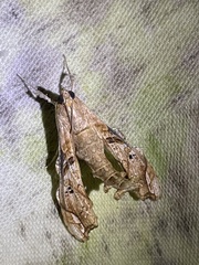 Terastia africana