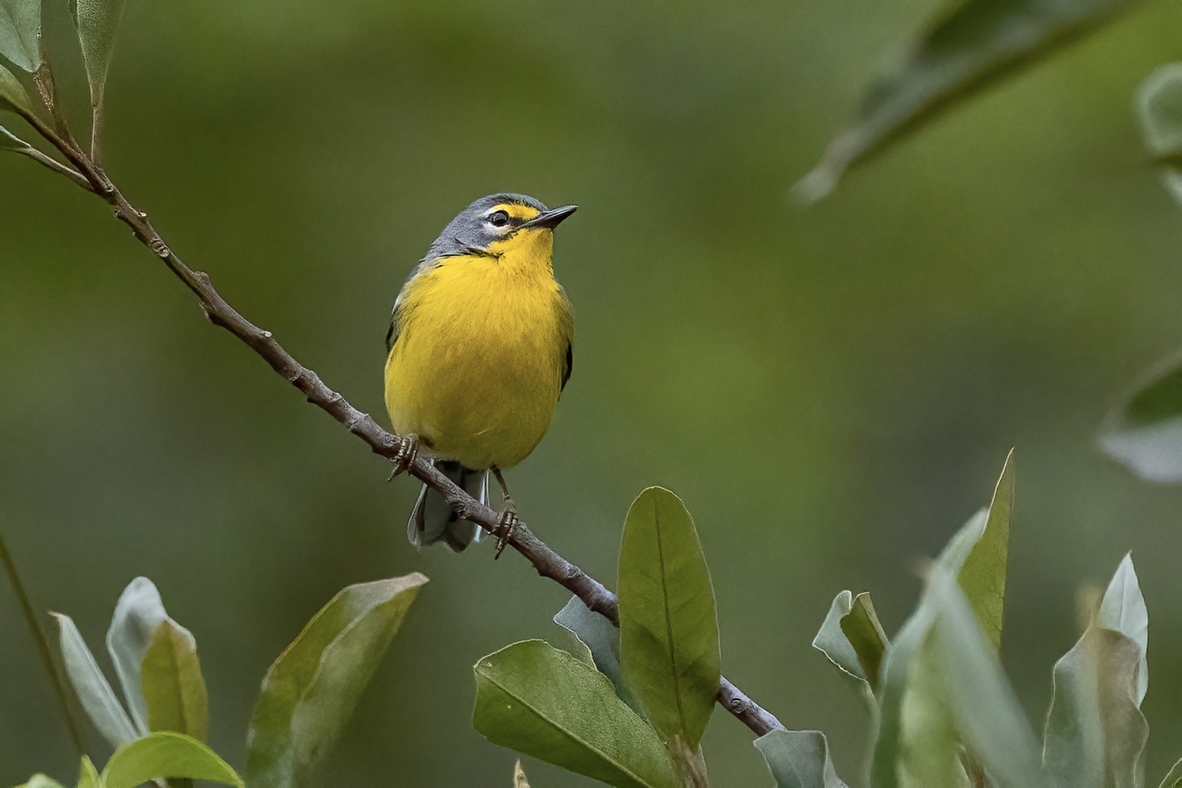Adelaide's Warbler illustration