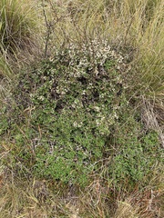 Olearia virgata
