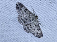 Cleora nigrisparsalis