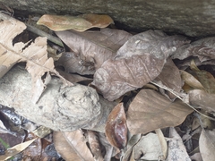 Colostethus ruthveni