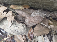 Colostethus ruthveni