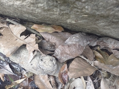 Colostethus ruthveni