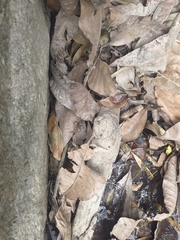 Colostethus ruthveni