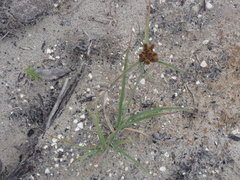 Cyperus ligularis image