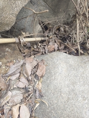 Colostethus ruthveni