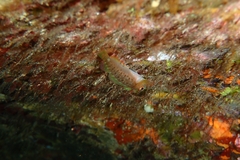 Notoclinops yaldwyni